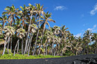 Black Sand Beach & Palm Trees photo thumbnail