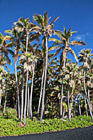 Punaluu Black Sand Beach photo thumbnail