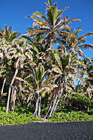 Black Sand Beach at Punaluu, Big Island photo thumbnail