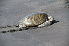 Sea Turtle on Black Beach photo thumbnail