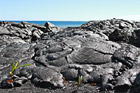 Lava Fields & Ocean photo thumbnail