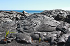 Lava Fields & Ocean photo thumbnail