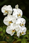 White Flowers in Hawaii photo thumbnail