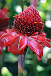 Red Hawaiian Flower photo thumbnail