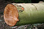 Close up of a Log photo thumbnail