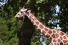 Giraffe's Head photo thumbnail