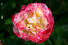 Colorful Shades of Pink Flower photo thumbnail