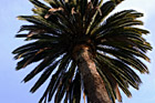 Looking Up at Palm Tree photo thumbnail
