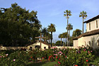 Beautiful Palms of Santa Clara University photo thumbnail