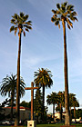 Tall Palm Trees & Cross photo thumbnail