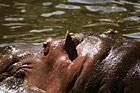 Hippopotamus Face photo thumbnail