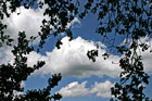 Clouds, Blue Sky, & Tree Branches photo thumbnail