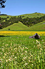 Beautiful Marin County Landscape photo thumbnail
