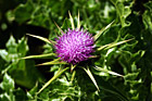 Winged Thistle - Californian Purple Wildflower photo thumbnail