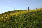 California Yellow Wildflowers photo thumbnail
