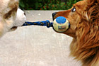 Dogs Playing Tug-of-War photo thumbnail