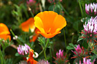 California Orange Poppy photo thumbnail