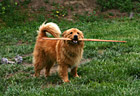 Dog Biting a Stick photo thumbnail