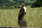 Hawk on Post photo thumbnail