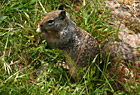 Close up of a Squirrel photo thumbnail