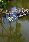 Lilly, Pond & Palm Tree Reflection photo thumbnail