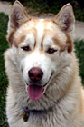 Siberian Husky Close Up photo thumbnail