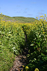 Hiking Through Marin County Wildflowers photo thumbnail