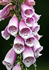 Foxglove Washington State Wildflower photo thumbnail
