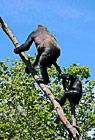 Two Gorillas on Tree Branch photo thumbnail