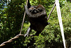 Two Gorillas Hugging on Branch photo thumbnail