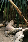 Komodo Dragon Lizard photo thumbnail