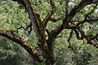 Mossy Tree Close Up photo thumbnail