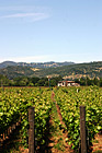 Napa Valley Cakebread Cellars Vineyard photo thumbnail