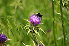Bee on Winged Thistle Wildflower photo thumbnail