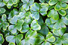 Clovers photo thumbnail