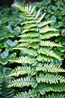 Green Fern photo thumbnail
