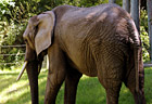African Elephant photo thumbnail