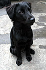 Black Lab Puppy Sitting photo thumbnail