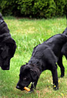 Black Labs Playing photo thumbnail