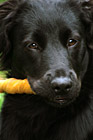 Close Up Black Lab Puppy photo thumbnail