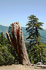 Yosemite Tree & Stump photo thumbnail