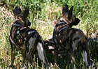 African Wild Dogs photo thumbnail