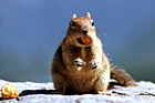 Eating Squirrel photo thumbnail