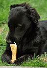 Puppy Eating Bone photo thumbnail