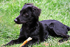 Black Lab Puppy in Grass photo thumbnail