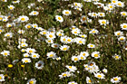 White Daisies photo thumbnail