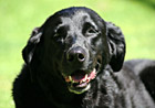 Black Lab Smiling photo thumbnail