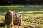 Bundles of Hay in a Field photo thumbnail