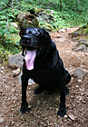 Black Lab in Sunglasses photo thumbnail