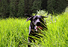 Black Lab Running in Tall Grass photo thumbnail